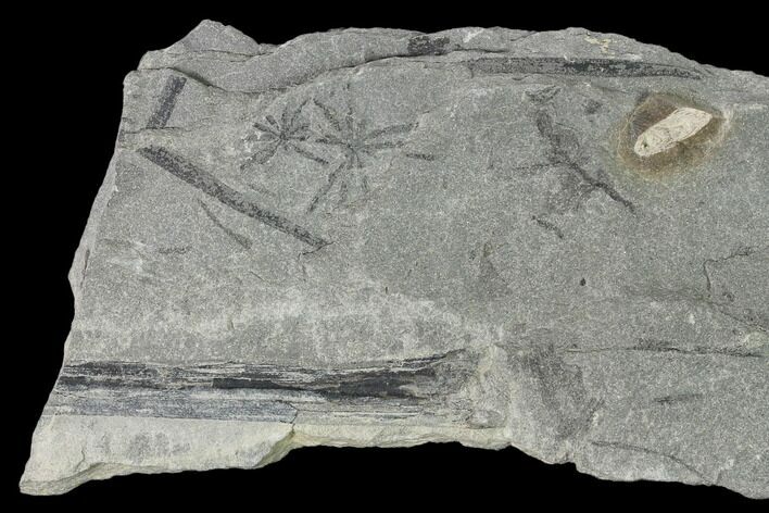 Pennsylvanian Fossil Horsetail (Annularia) Plate - Kentucky #158704